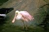 Roseate Spoonbill (Ajaia ajaja)