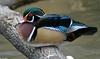 Critters - woodduck 2 (Wood Duck)