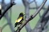 Evening Grosbeak (Coccothraustes vespertinus)