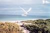 Common White Tern in flight (Gygis alba)