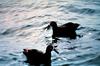 Black-footed Albatross pair (Diomedea nigripes)