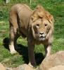 two brothers (lions)1/4