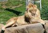 two brothers (lions) 3/4