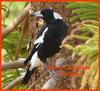 Christmas caroller (Australian Magpie)