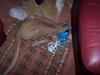 pets at Christmas 3/4