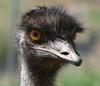 emu