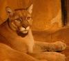 Puma 3/3 Canberra 