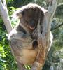 Canberra Koala (2 pics)