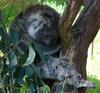Healesville Koala (2 pics)