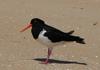 pied oystercatcher