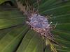 peaceful dove chicks (Peaceful dove; Geopelia placida)