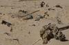 pied oystercatcher nest