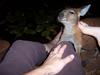 scratching Ted (kangaroo)
