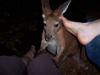 scratching Ted (kangaroo)
