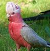 hello cocky