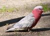 galah