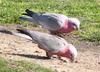 galahs