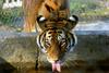 Tiger of Siberia (female)