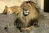 Lion (male)