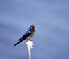 Barn Swallow (Hirundo rustica)