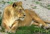 Lion (Female)