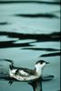 Marbled Murrelet (Brachyramphus marmoratus)