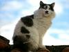 Cat (cross-breed Persan)