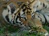 Tiger of Siberia (male baby)
