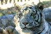 White-Tiger of Siberia (male)