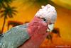 Parrot (Cockatoo-Rosalbin)