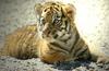 Siberian-Tiger (baby female)