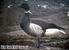 흑기러기 Branta bernicla (Brant, Brent Goose)