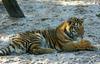 Siberian Tiger (baby male)