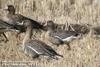 흰이마기러기 Anser erythropus (Lesser White-fronted Goose)