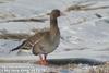 쇠기러기 Anser albifrons (Greater White-fronted Goose)