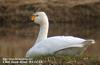 고니 Cygnus columbianus (Tundra Swan)