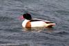 혹부리오리 Tadorna tadorna (Common Shelduck)