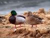 청둥오리 Anas platyrhynchos (Mallard)