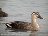 흰뺨검둥오리 Anas poecilorhyncha (Spot-billed Duck)