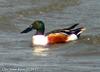 넓적부리 Anas clypeata (Northern Shoveler)