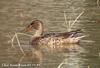 넓적부리 Anas clypeata (Northern Shoveler)