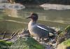 쇠오리 Anas crecca (Common Teal)