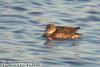 가창오리 Anas formosa (Baikal Teal)