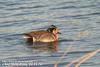 가창오리 Anas formosa (Baikal Teal)