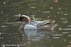 발구지 Anas querquedula (Garganey)