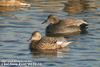 알락오리 Anas strepera (Gadwall)