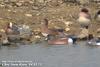 아메리카홍머리오리 Anas americana (American Wigeon)