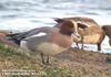 홍머리오리 Anas penelope (Eurasian Wigeon)