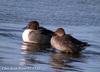 고방오리 Anas acuta (Pintail)