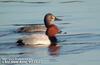 흰죽지 Aythya ferina (Common Pochard)